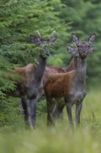 A second red deer (Cervus elaphus) joins the red deer on the track, the hide is well chosen,