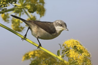 Lesser Whitethroat (Sylvia curruca), Lesvos, Greece