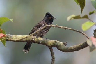 A Red-vented Bulbul (Pycnonotus cafer) on a tree branch, Sreepur, Gazipur, Bangladesh