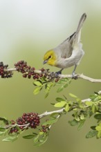 Verdin (Auriparus flaviceps), Texas, USA