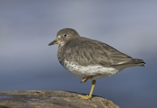 Surfbird (Calidris virgata), California, USA