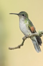 Blue-capped Hummingbird (Eupherusa cyanophrys) perched on a branch in Oaxaca, Mexico