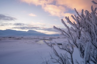 Serene Icelandic winter sunrise with snow-covered branches in the foreground, framing distant