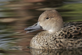 Northern Pintail (Anas acuta) female, Arizona, USA