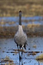 Common crane (Grus grus), Hornborga, Sweden