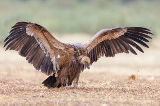Griffon vulture, (Gyps fulvus), animals, birds, vultures, alworld vulture, hawk family, Sierra de