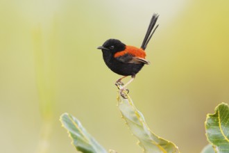 Red-backed Fairywren (Malurus melanocephalus) male, Queensland, Australia
