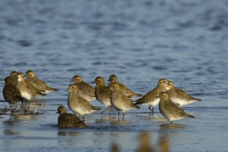 Golden plover (Pluvialis apricaria) adult wading birds in a flock in a lagoon in winter, RSPB