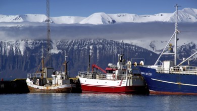 Iceland, Europe, Husavik Port, Husavik