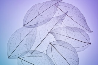 Delicate skeleton textures reveal intricate veins of overlapping leaves, creating a mesmerizing