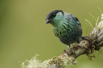 Black-capped Tanager (Tangara heinei) perched on a branch in the mountains of Colombia, South