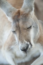 Eastern grey kangaroo (Macropus giganteus) sleeping, Lone Pine Koala Sanctuary, Brisbane,