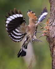 Eurasian Hoopoe (Upupa epops) feeding chicks in breeding cavity, Saxony-Anhalt, Germany