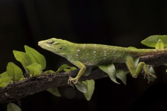 Neotropical Green Anole (Anolis biporcatus), rainforest, Ecuador