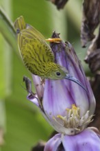 Streaked Spiderhunter (Arachnothera magna), Malaysia