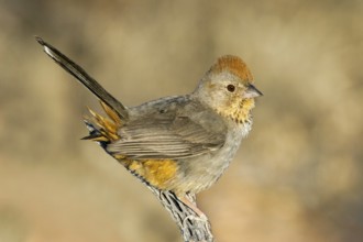 Canyon Towhee Pipilo fuscus Tucson, Arizona, United States 7 June Adult Emberizidae