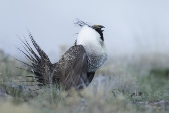 Sage Grouse (Centrocercus urophasianus) male mating, Idaho, USA