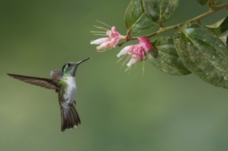 White-bellied Mountain Gem (Lampornis hemileucus), Costa Rica