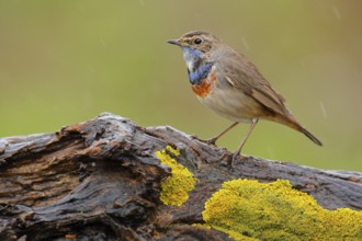 Bluethroat (Luscinia svecica cyanecula) male perched on mossy rock, Andalusia, Spain