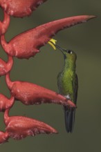 Green-crowned Brilliant (Heliodoxa jacula), Ecuador