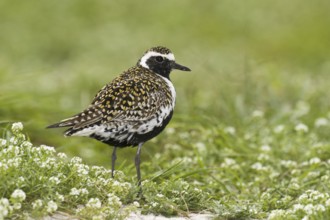 Pacific Golden Plover (Pluvialis fulva), Hawaii, USA
