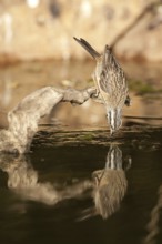 Rock Bunting (Emberiza cia), Castile-La Mancha, Spain