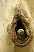 Alexandrine Parakeet (Psittacula eupatria) male peering out from nest hole, Hesse, Germany