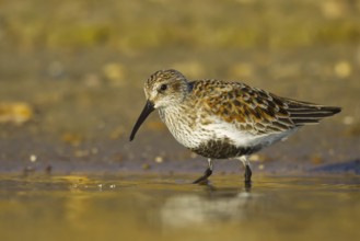 Dunlin (Calidris alpina) foraging, North Rhine-Westphalia, Germany