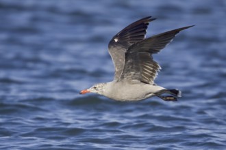 Heermann's Gull (Larus heermanni) flying, Washington, USA