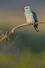 Roller, Almond Crow, (Coracias garrulus), animals, birds, raptors, raptor family, perch, biotope,