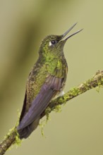 Buff-tailed Coronet (Boissonneaua flavescens), Ecuador
