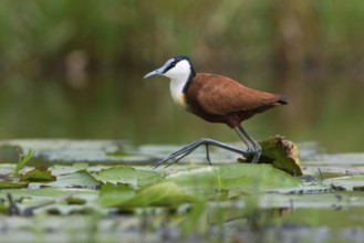 African Jacana (Actophilornis africanus) foraging, Uganda