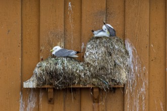 Kittiwake, (Rissa tridactyla), animals, birds, family of gulls, nest with gulls on house facade,