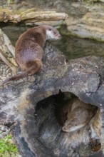 One Eurasian otter (Lutra lutra) resting resting in a hollow log, a second one resting on top