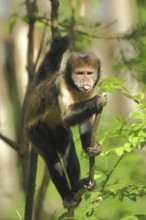 Golden-bellied capuchin (Cebus xanthosternos), adult, capuchin monkeys, capuchin monkey, Cebus,