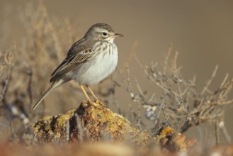 Canary Island pipit, (Anthus bertheloti) Songbird, family of stilts and pipits, Lanzarote, Canary