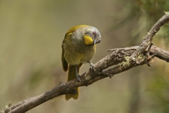 Yellow-throated Honeyeater (Nesoptilotis flavicollis), Tasmania, Australia