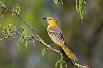 Hooded Oriole Icterus cucullatus Amado, Arizona, United States 16 April Adult Female Icteridae