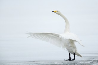Whooper Swan (Cygnus cygnus) flapping on ice surface, Vaesterbottens laen, Sweden
