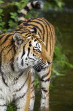 Siberian tiger or Amur tiger (Panthera tigris altaica) portrait, walking, Bavaria, Germany