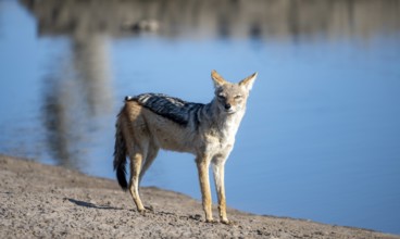 Black-backed jackal (Canis mesomelas), at the waterhole, Savuti, Chobe National Park, Botswana
