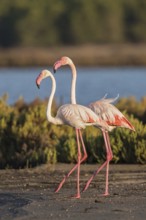 Greater Flamingo (Phoenicopterus roseus), Sardinia, Italy