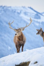 Red deer (Cervus elaphus) stag on a snowy meadow in the mountains in tirol, Kitzbühel, Wildpark