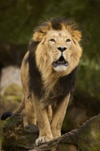 Asiatic lion (Panthera leo persica) male standing on a tree trunk, Germany