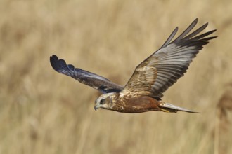 Western Marsh Harrier (Circus aeruginosus) flying, Rhineland-Palatinate, Germany