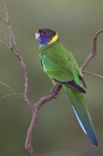 Twenty-eight Parrot (Barnardius zonarius semitorquatus), Western Australia, Australia