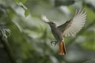 Common Redstart (Phoenicurus phoenicurus) female flying with insect in its beak to feed chicks,