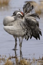 Common Crane (Grus grus), Vaestergoetland, Sweden