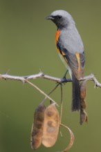 Small Minivet (Pericrocotus cinnamomeus), India