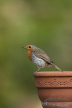 European robin (Erithacus rubecula) adult bird on a garden plant pot, England, United Kingdom
